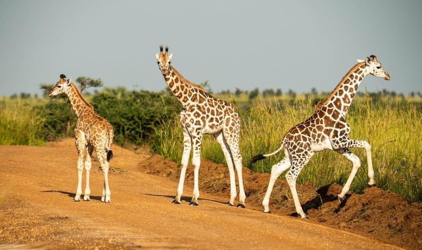 Planning a Safari? Here’s What You Need to Know!