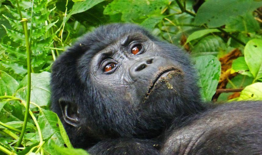 MOUNTAIN GORILLAS IN UGANDA: A TREASURE OF NATURE