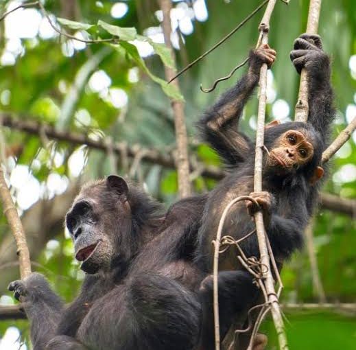 CHIMPANZEES IN UGANDA: OUR CLOSEST LIVING RELATIVES